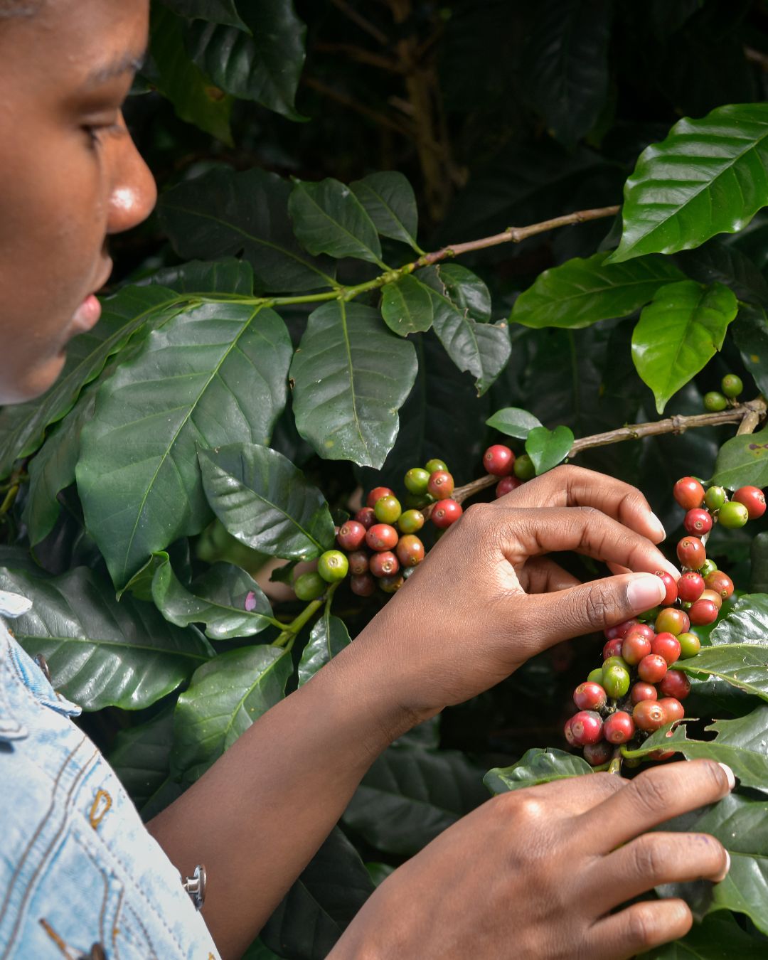 Productor cosechando café — sector agropecuario